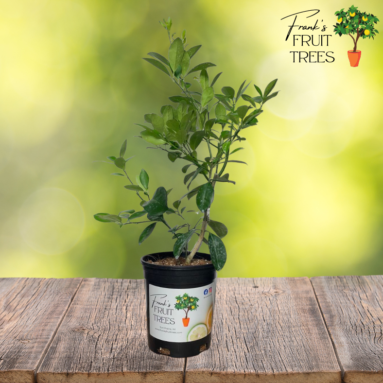 Dwarf Calamondin Potted Tree