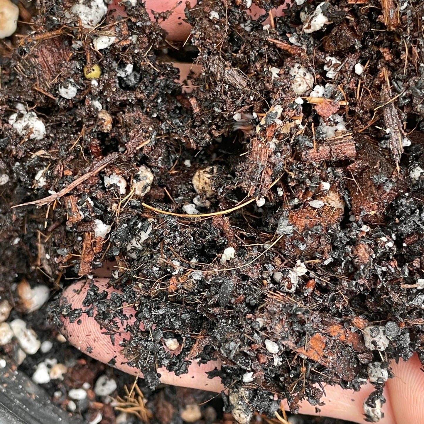 Frank's Soilless Mix (2 gal)