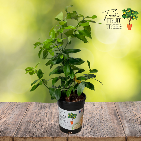 Eureka Lemon Potted Tree