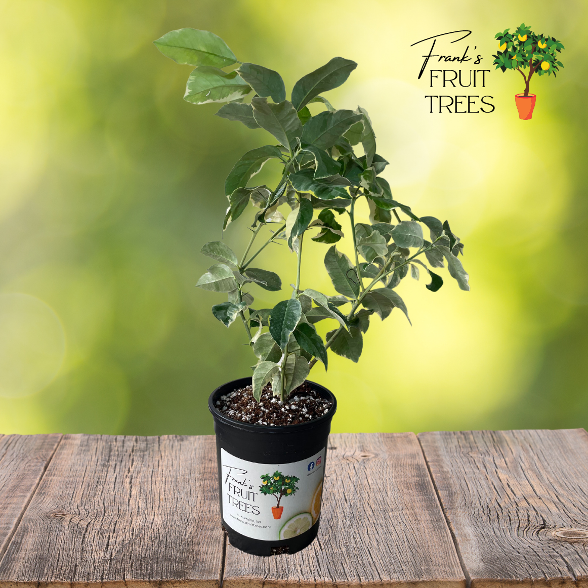 Variegated Pink Eureka Lemon Potted Tree