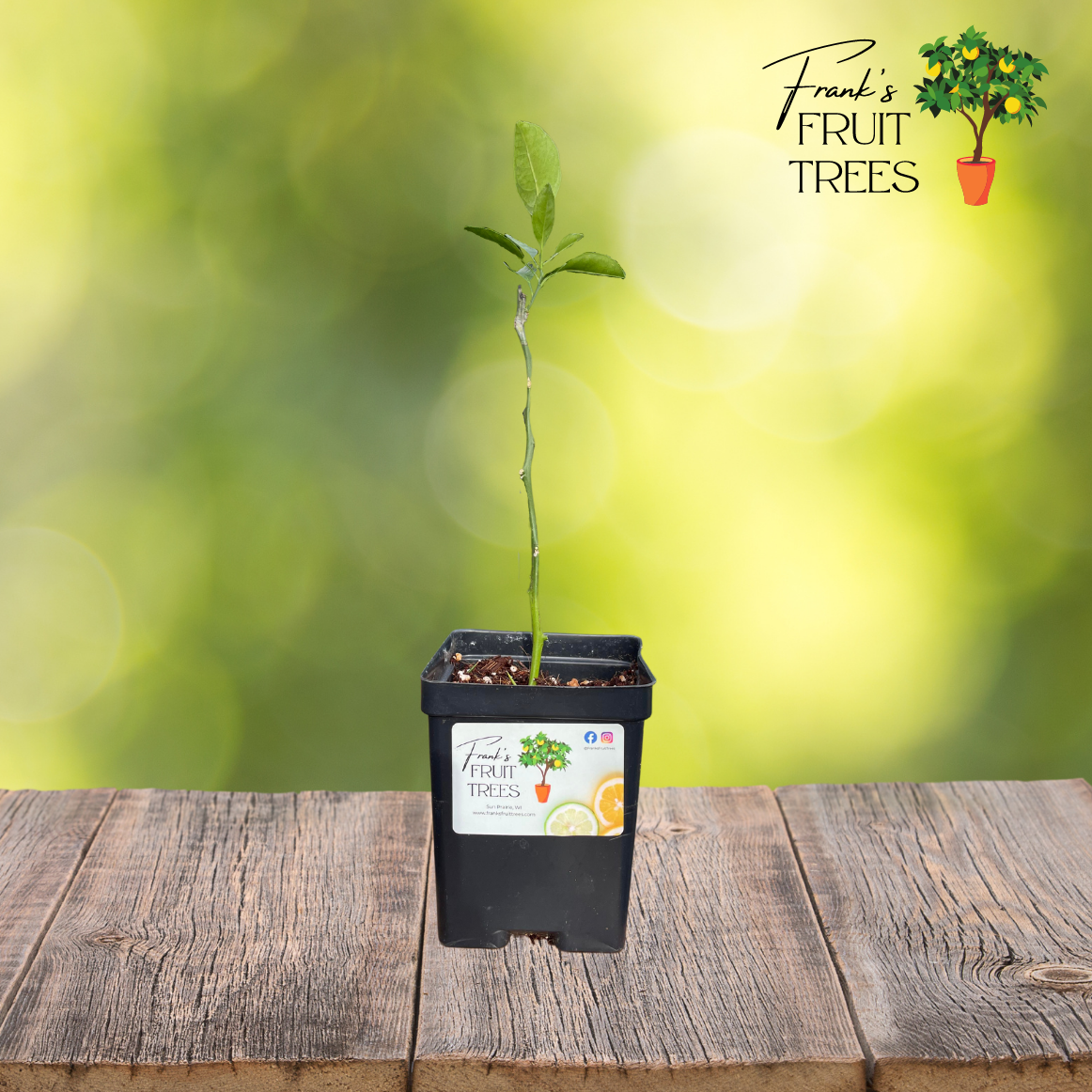 Frost Owari Satsuma Mandarin Potted Tree