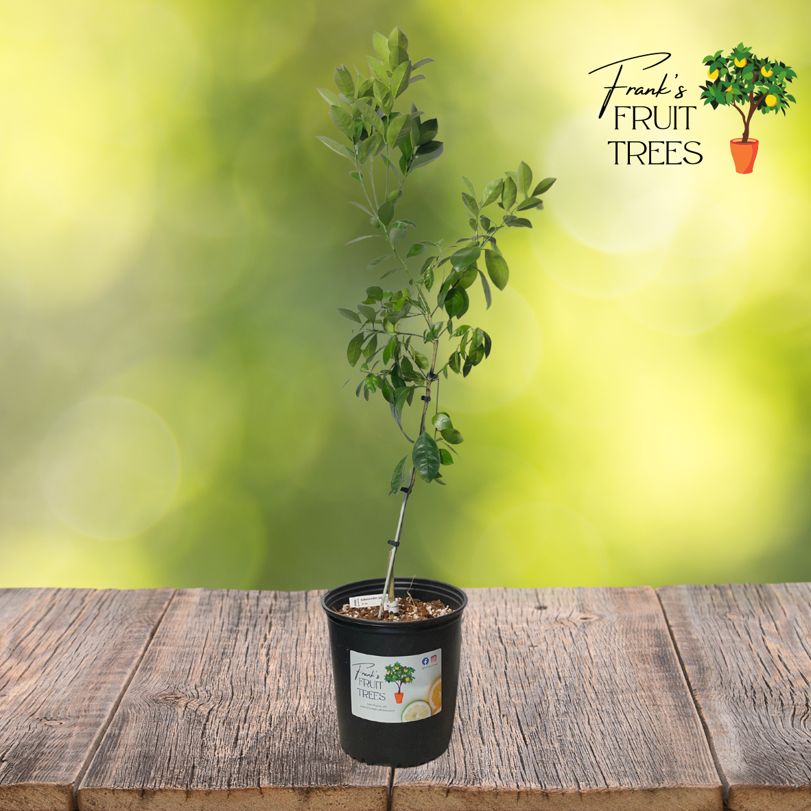 where can i buy calamondin tree Dwarf Calamondin Potted Tree – Frank's Fruit Trees