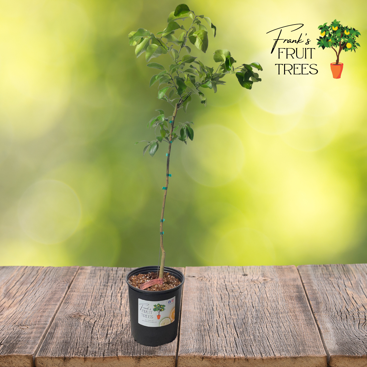 Dwarf Ruby Ray Grapefruit Potted Tree
