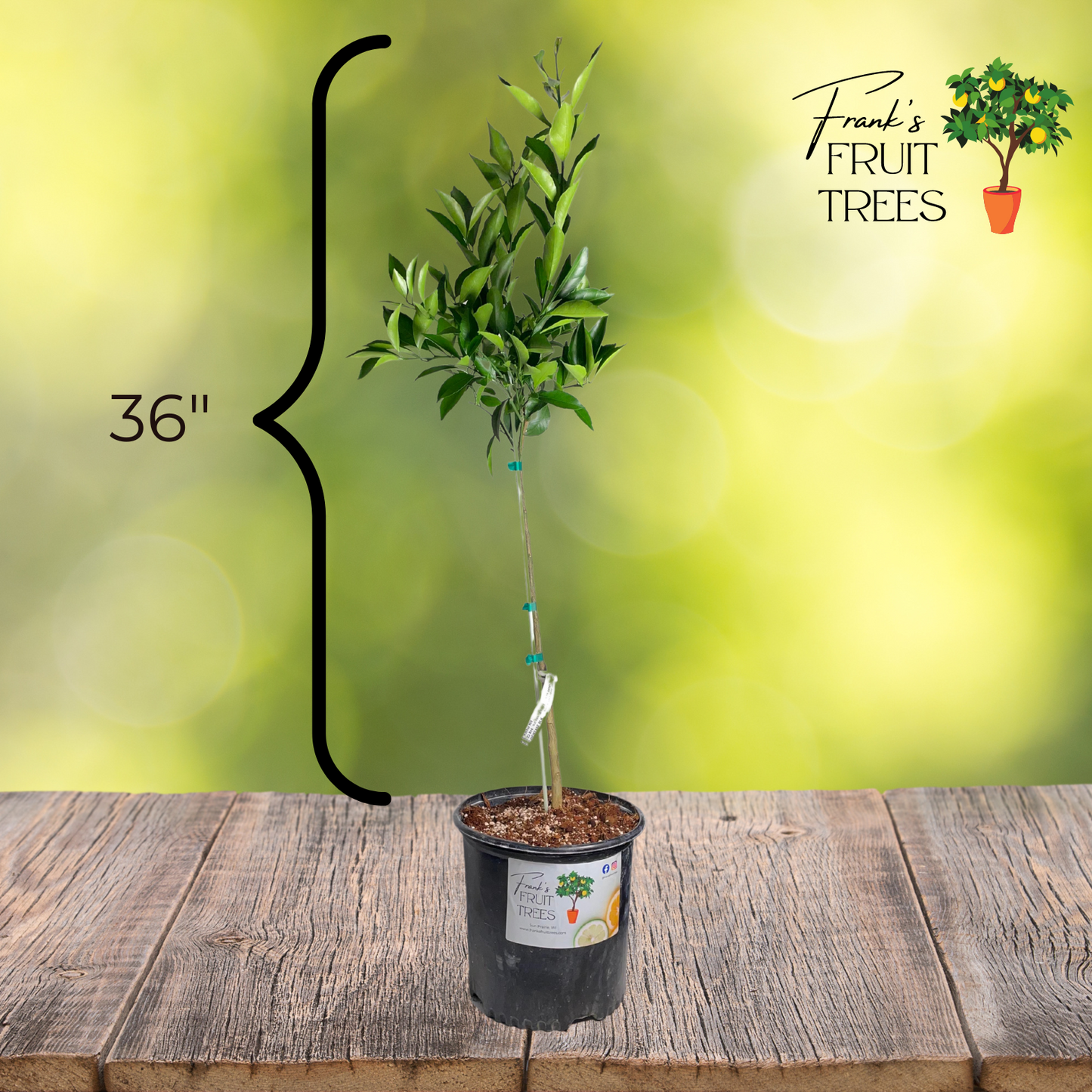 Kishu Mandarin Orange Potted Tree