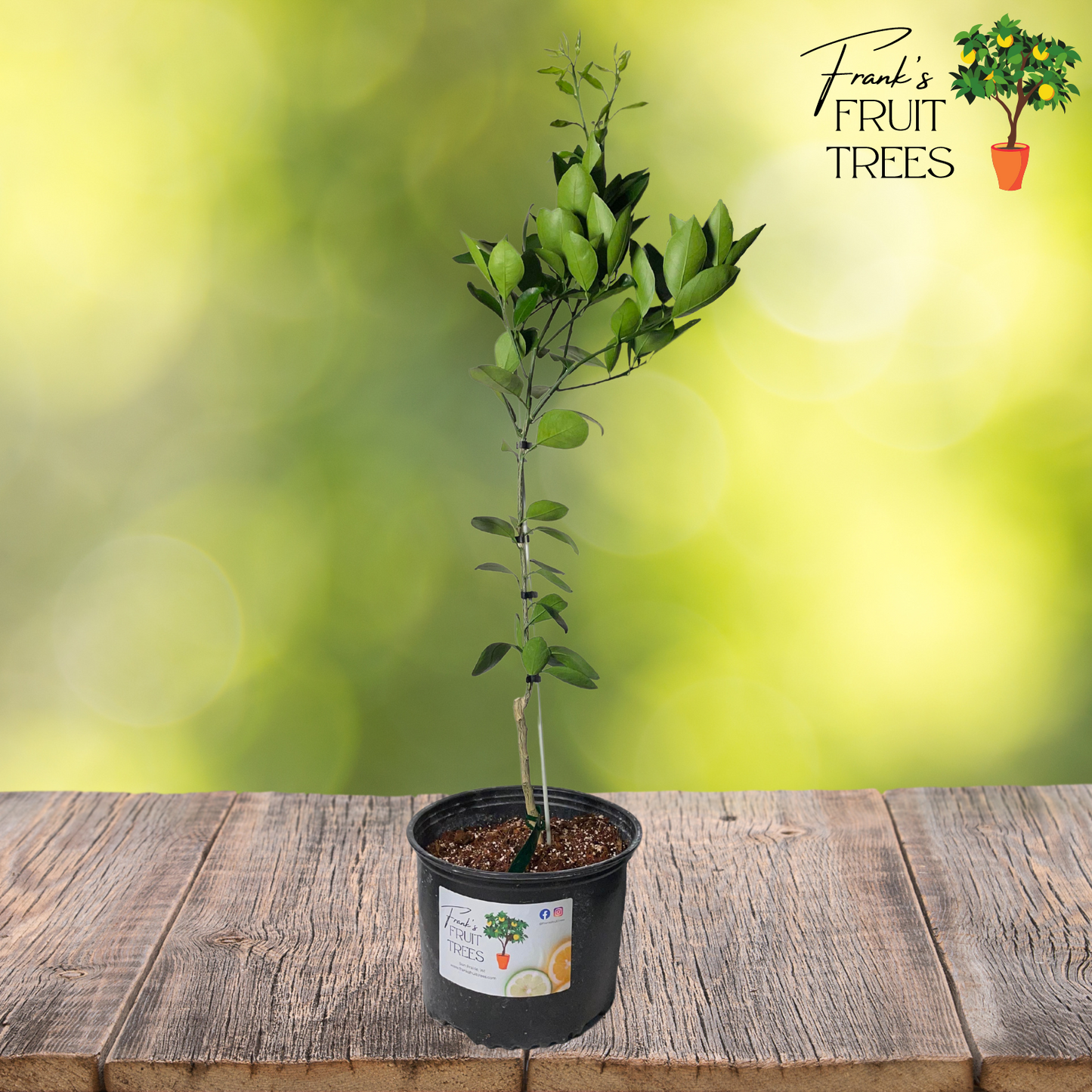 Dwarf Cara Cara Navel Orange Potted Tree