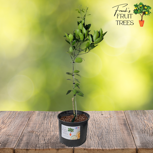 Dwarf Cara Cara Navel Orange Potted Tree