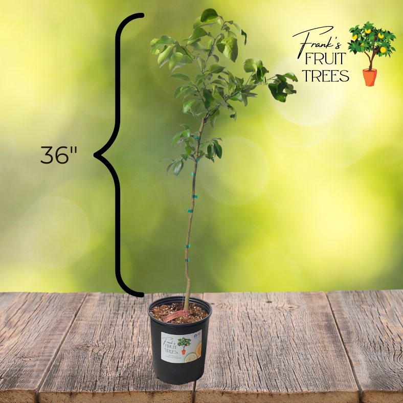 Dwarf Ruby Ray Grapefruit Potted Tree