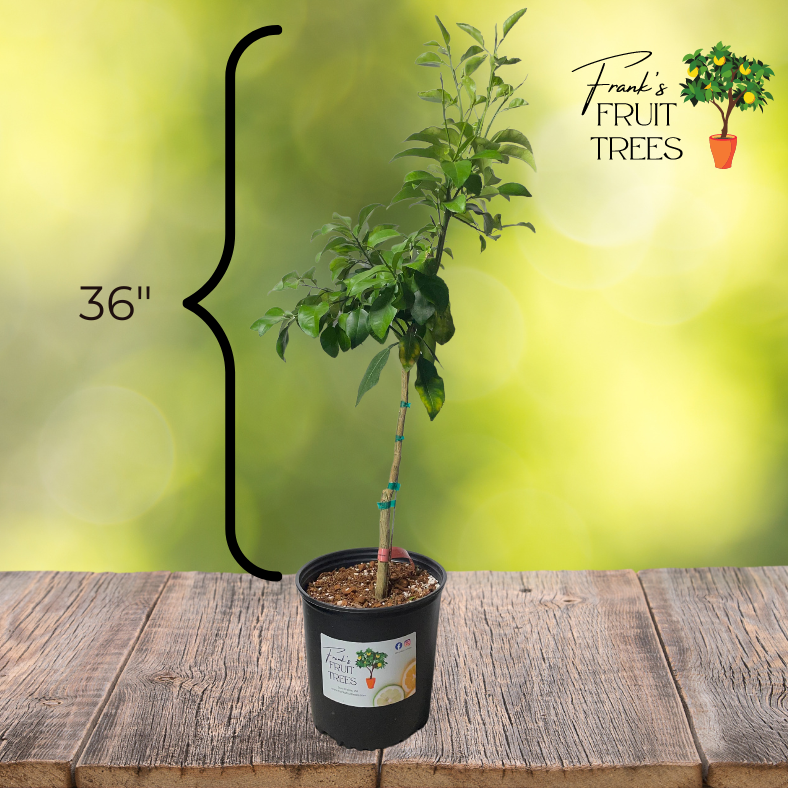 Dwarf Flame Grapefruit Potted Tree