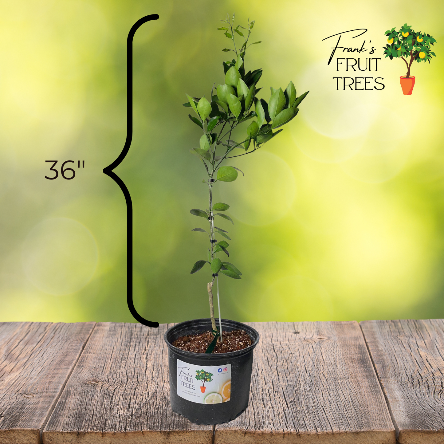 Dwarf Cara Cara Navel Orange Potted Tree