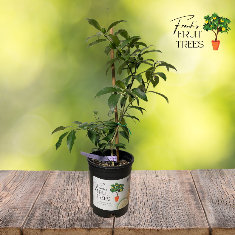 kumquat potted plant Nagami Kumquat Potted Tree – Frank's Fruit Trees
