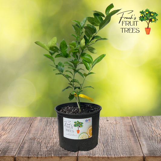 Meyer Lemon Potted Tree