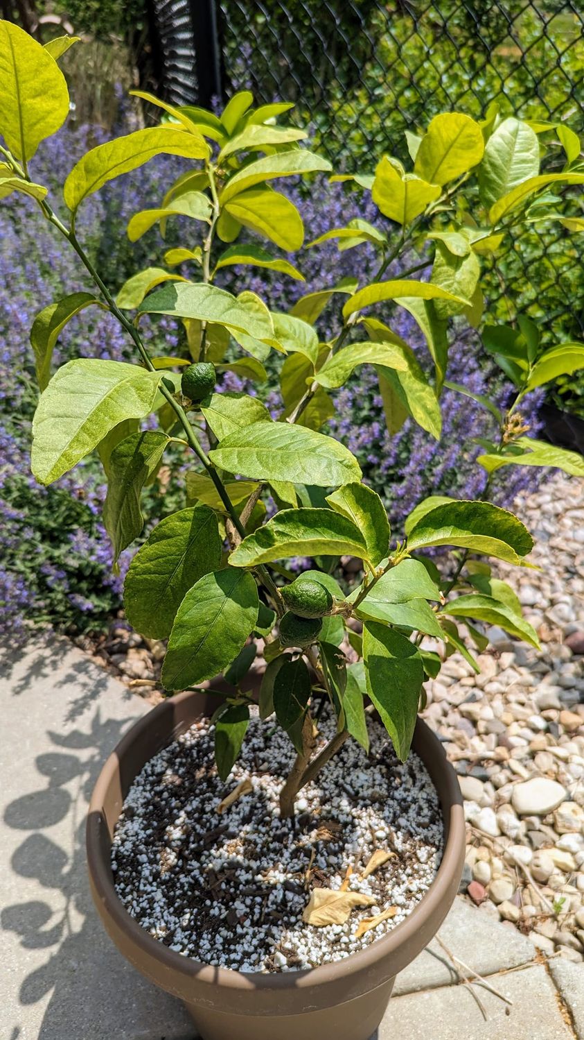 Frank's Fruit Trees