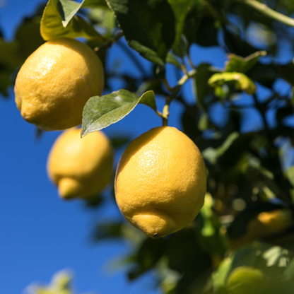Femminello Siracusano Lemon Potted Tree