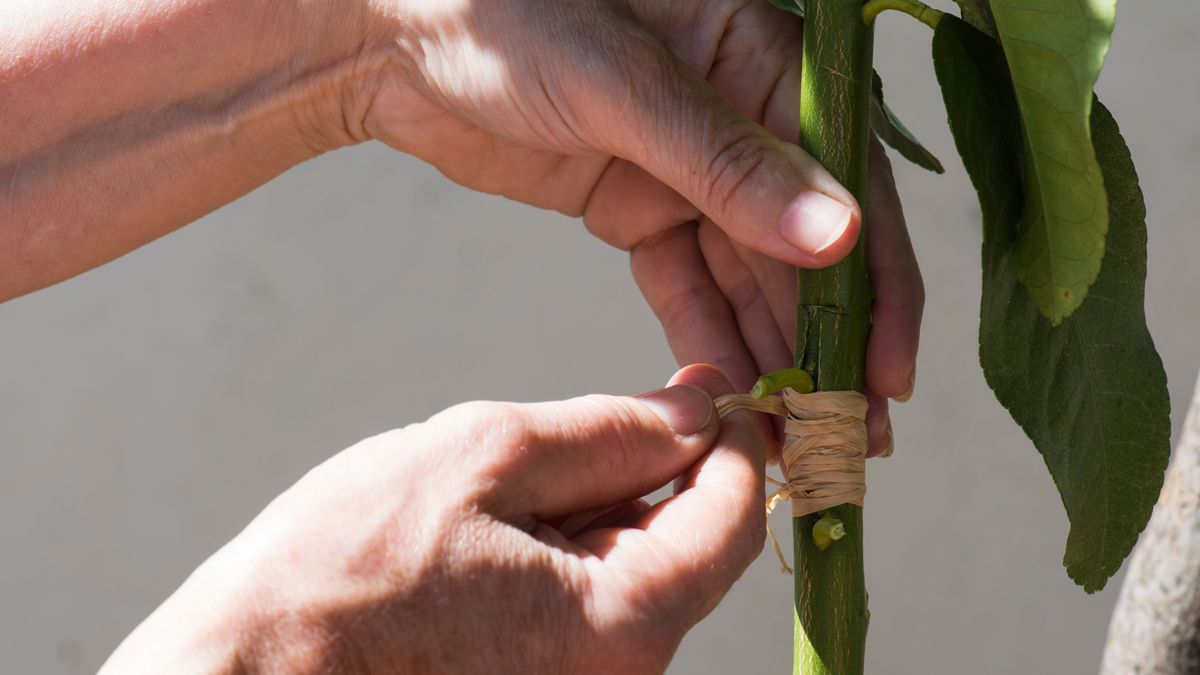 Grafted Trees – Frank's Fruit Trees