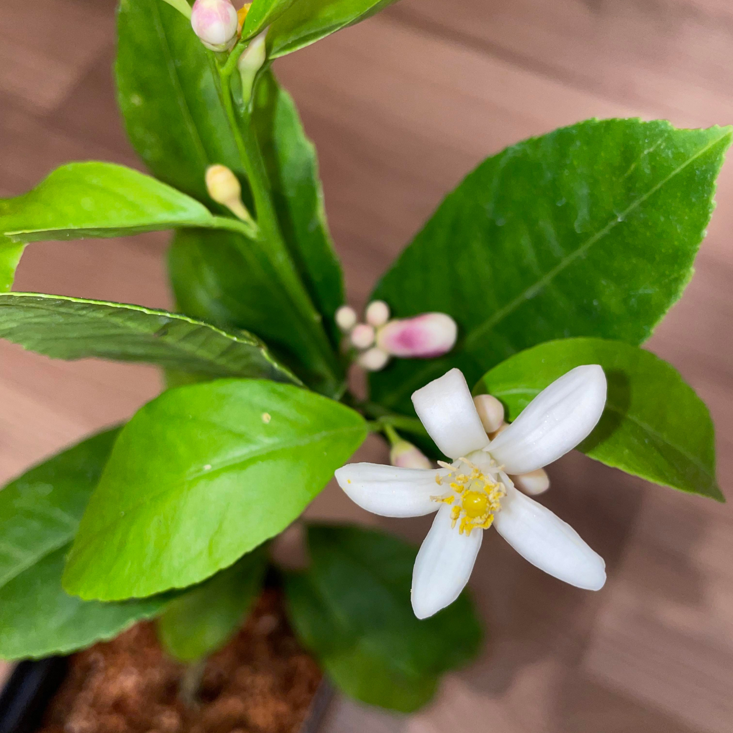 Ponderosa Lemon Potted Tree