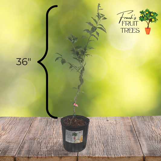 Limequat Potted Tree