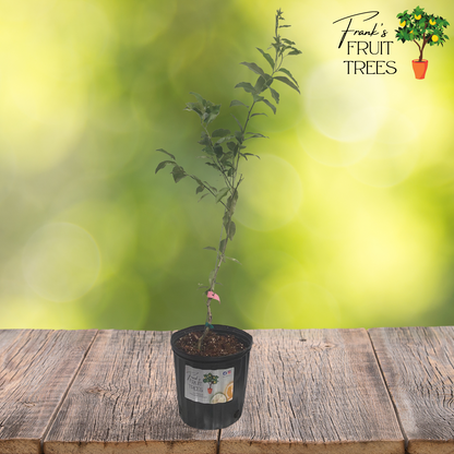 Limequat Potted Tree