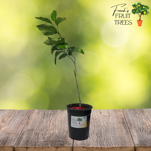 Smith Red Blood Orange Potted Tree