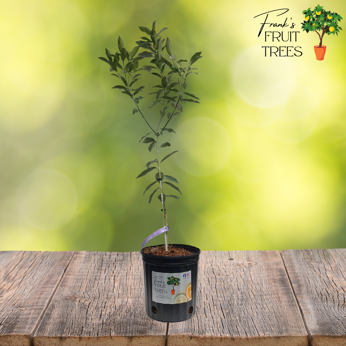 Meiwa Kumquat Potted Tree