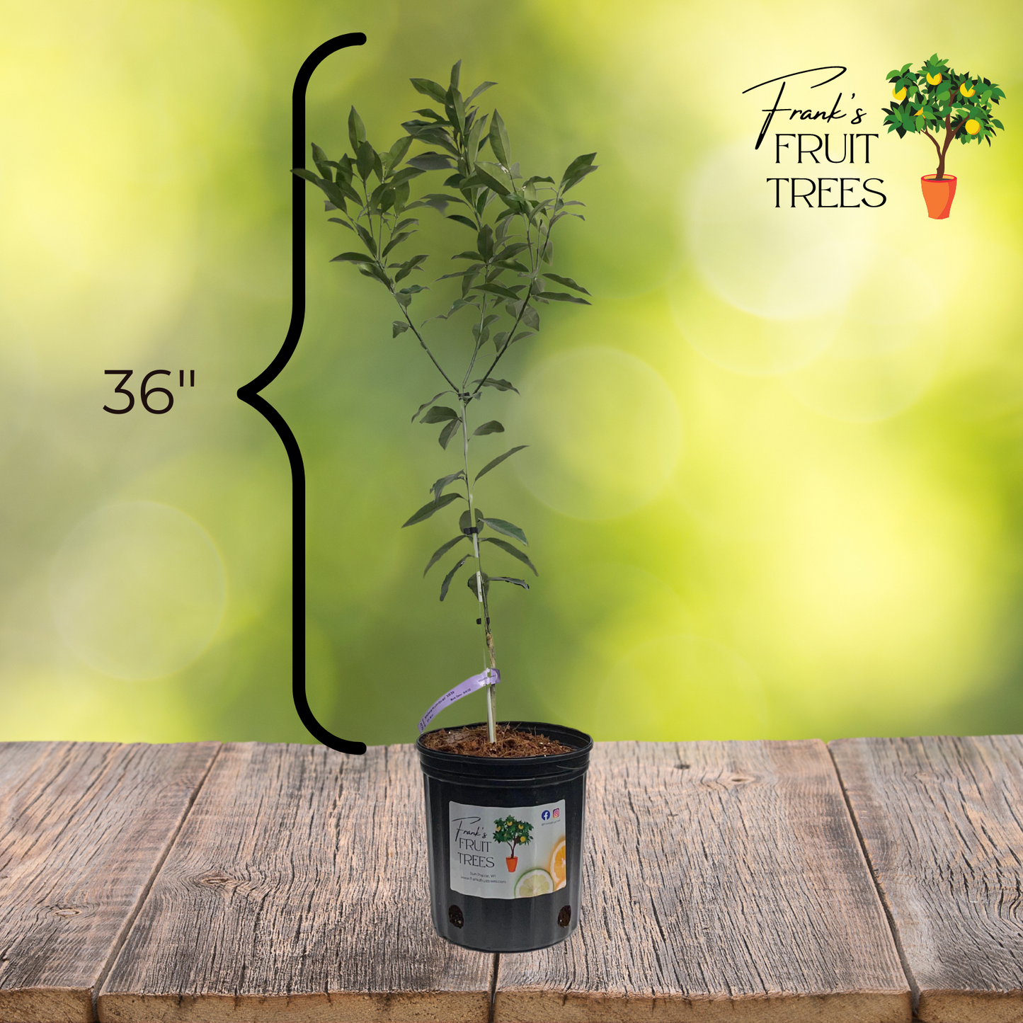 Meiwa Kumquat Potted Tree