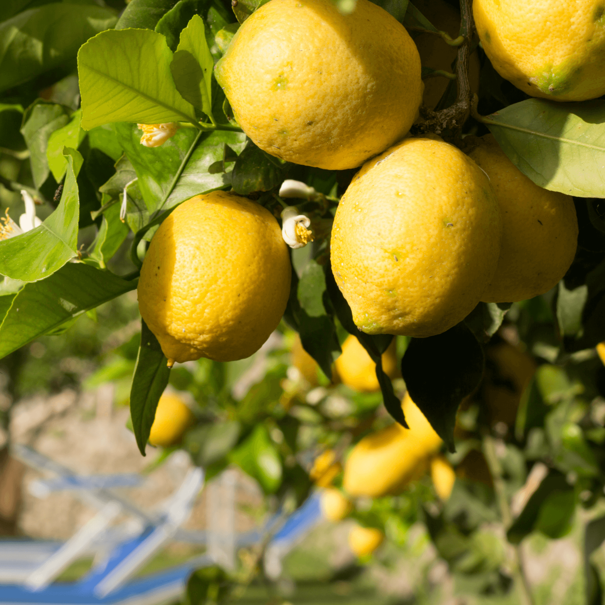 Eureka Lemon Potted Tree - Frank's Fruit Trees