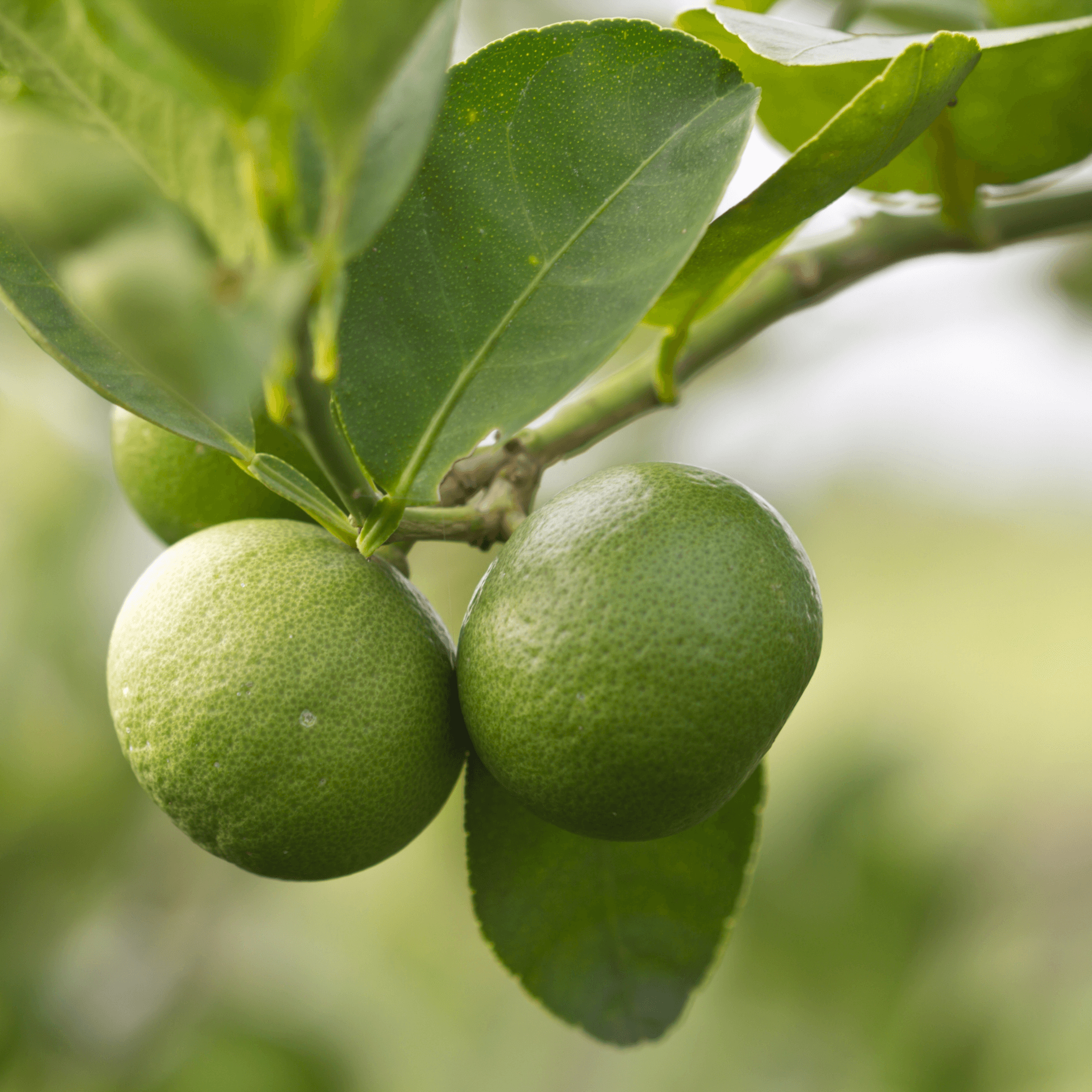 Key Lime Potted Tree - Frank's Fruit Trees