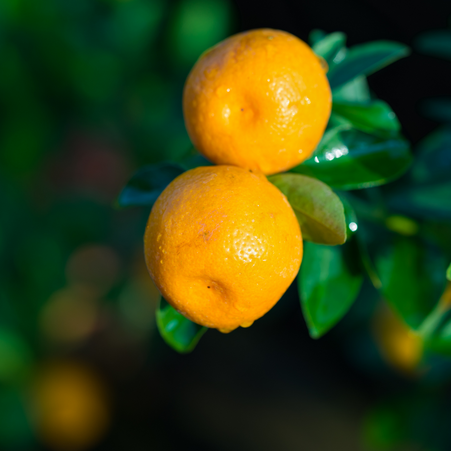 Meiwa Kumquat Potted Tree - Frank's Fruit Trees