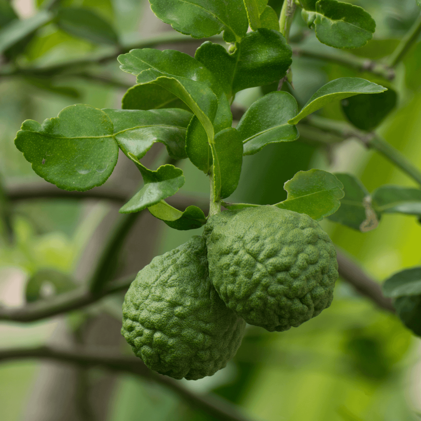 Kaffir Lime Potted Tree - Frank's Fruit Trees