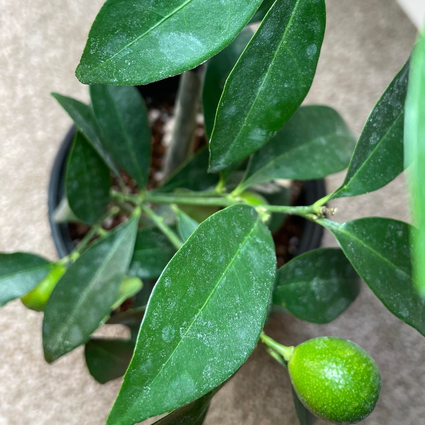 Meiwa Kumquat Potted Tree