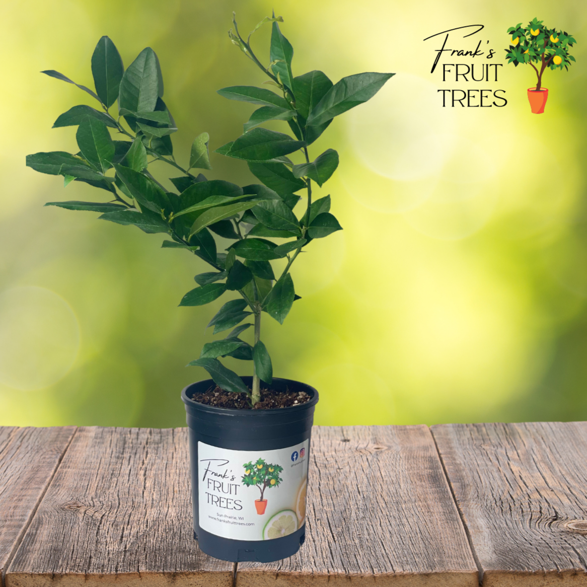 Bearss Lemon Potted Tree