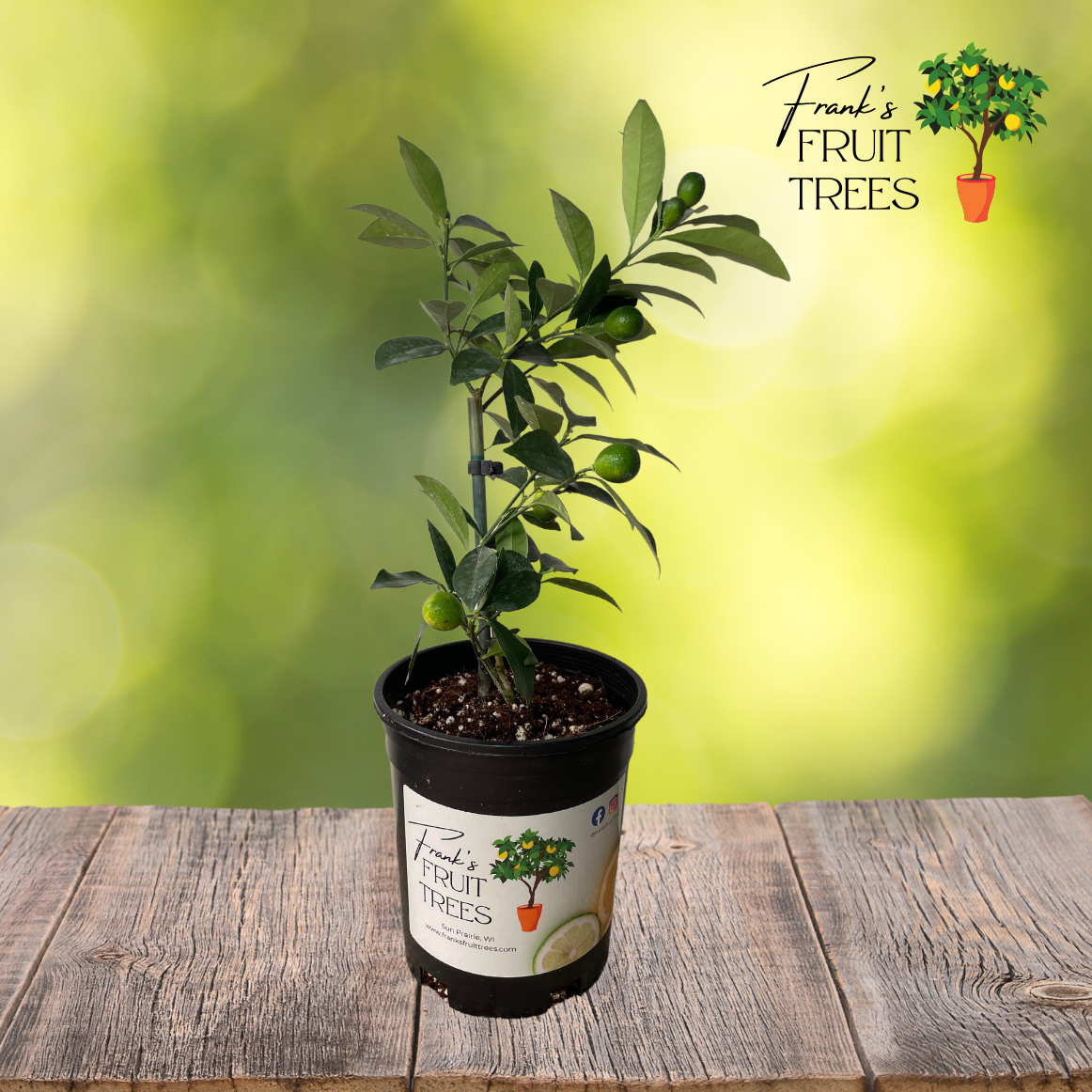 Meiwa Kumquat Potted Tree