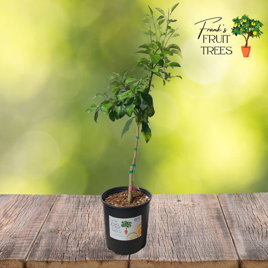 Dwarf Flame Grapefruit Potted Tree