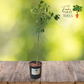 Dwarf Ruby Ray Grapefruit Potted Tree