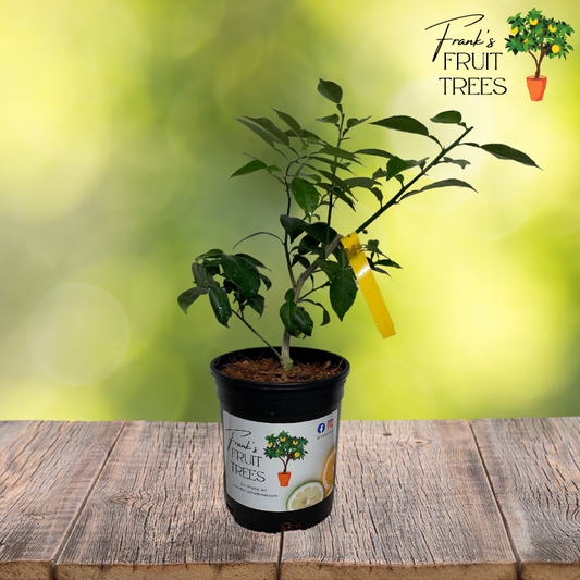 Yuzu Lemon Potted Tree
