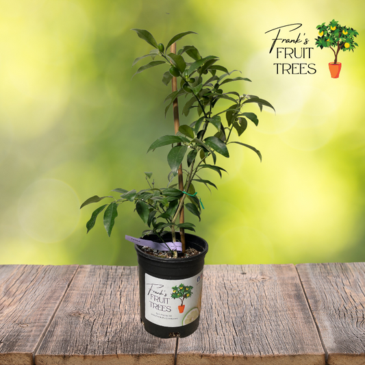 Nagami Kumquat Potted Tree