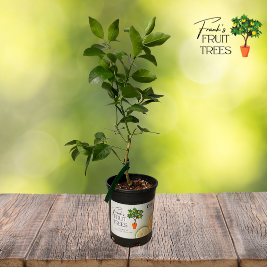 Persian Lime Potted Tree